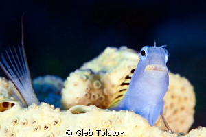 Blenny and a tail by Gleb Tolstov 